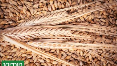 Photo of Cebada: Es el quinto cereal más cultivado en el mundo, superfácil de cocinar y benéfico para la salud