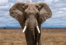 Photo of Cuánto mide y pesa el elefante más grande del mundo