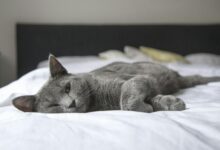 Photo of Por qué invertir en una buena cama para gatos