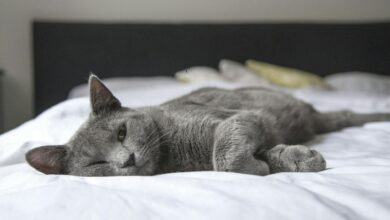 Photo of Por qué invertir en una buena cama para gatos