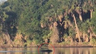Photo of Andaba en kayak en Florida y filmó la pelea menos pensada: un oso se enfrentó a un gran caimán: “¡Un combate épico!”