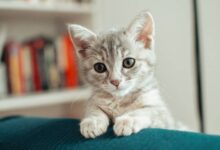 Photo of Estos son los beneficios de criar a un gato en una casa