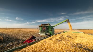 Photo of El precio del maíz volvió a caer en la Bolsa de Chicago al nivel más bajo en casi cuatro años
