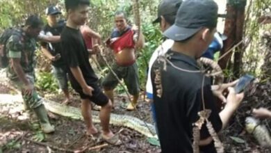 Photo of Una serpiente pitón se comió a una mujer de 36 años en Indonesia