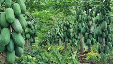 Photo of Punto final: este es el destino de una exótica fruta que soporta una gran sobreproducción