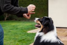 Photo of ¿Estás buscando adoptar un perro? Estas son las razas más desafiantes para adiestrar según la Inteligencia Artificial