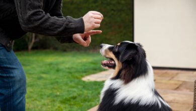 Photo of ¿Estás buscando adoptar un perro? Estas son las razas más desafiantes para adiestrar según la Inteligencia Artificial