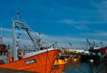 Photo of Pesca: continúa el crecimiento de las exportaciones del sector pese a caída de precios