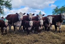 Photo of Investigación: una novedosa prueba en toros y vacas promete una revolución para la carne vacuna