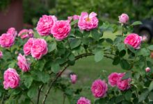 Photo of Así es el truco con bicarbonato de sodio para hacer que los rosales se llenen de flores