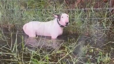 Photo of Insólito: dejaron abandonado y atado a un perro previo a la llegada del huracán y la policía lo rescató