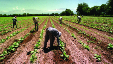 Photo of Día del Trabajador Rural: por qué se celebra cada 8 de octubre