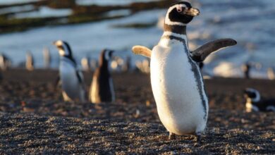 Photo of Ballenas, pingüinos y paisajes hermosos: cuánto sale viajar a Puerto Madryn en noviembre 2024