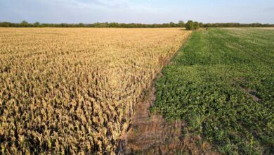 Photo of La importación de soja alcanzó un récord histórico en septiembre y superó las 700.000 toneladas