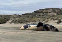 Photo of Preocupación por la aparición de más de 70 ballenas muertas en Península Valdés