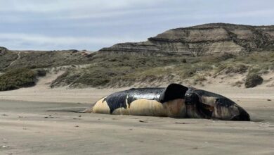 Photo of Preocupación por la aparición de más de 70 ballenas muertas en Península Valdés