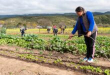 Photo of “Inconsistencias y desvíos”: el Gobierno usó una dura auditoría para desactivar programas ligados al agro