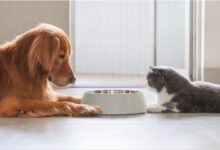 Photo of Revelaron por qué los gatos tienen un mejor control alimenticio que los perros