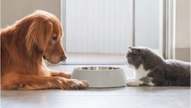 Photo of Revelaron por qué los gatos tienen un mejor control alimenticio que los perros