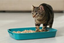 Photo of Por qué los gatos corren tras usar su bandeja sanitaria