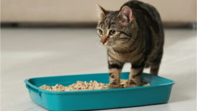 Photo of Por qué los gatos corren tras usar su bandeja sanitaria