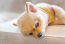 Photo of El importante rol del sueño en las mascotas: ¿qué hacer si sufren de insomnio?
