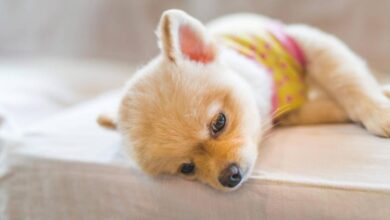Photo of El importante rol del sueño en las mascotas: ¿qué hacer si sufren de insomnio?