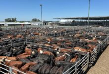 Photo of Vacunos: entrada abundante con altibajos en el Mercado Agroganadero de Cañuelas