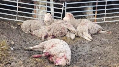 Photo of En media hora: una jauría de perros mató ovejas que valen US$300 en un campo cercano a Río Gallegos