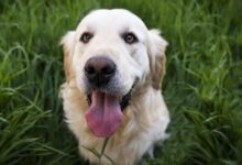 Photo of A qué edad se considera viejo a un perro