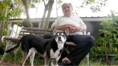 Photo of La emocionante historia de Pepe Mujica y su perra Manuela