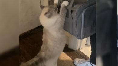 Photo of El emotivo video viral de una gata que se despide de sus bebés adoptivos