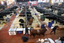 Photo of Fórmula 1: la ganadería larga en Palermo una carrera para ser campeona