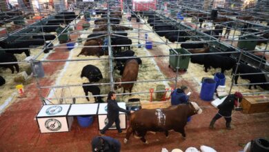 Photo of Fórmula 1: la ganadería larga en Palermo una carrera para ser campeona