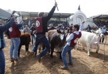 Photo of La excelencia ganadera se lucirá en la Exposición Rural de Palermo