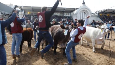 Photo of La excelencia ganadera se lucirá en la Exposición Rural de Palermo