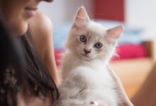 Photo of Cómo elige un gato a su persona favorita