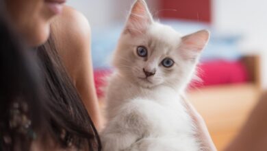 Photo of Cómo elige un gato a su persona favorita