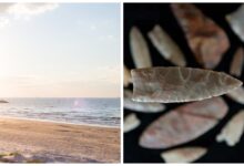 Photo of Buscaba dientes de tiburón en una playa de Texas y de casualidad encontró una reliquia de hace 12.000 años