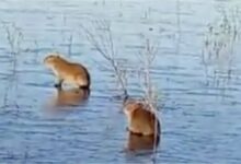 Photo of Corrientes bajo cero: carpinchos sobre el hielo y preocupación en los Esteros del Iberá