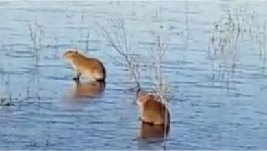 Photo of Corrientes bajo cero: carpinchos sobre el hielo y preocupación en los Esteros del Iberá