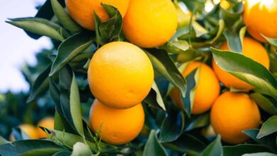 Photo of Las estrellas del invierno: estos alimentos potencian el sistema inmune y renuevan tu energía