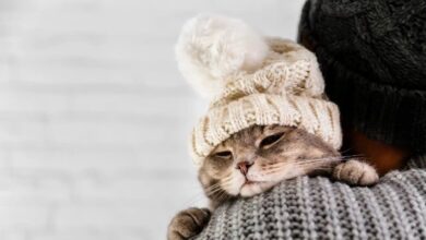 Photo of Cómo saber si mi gato tiene frío y evitar que se enferme en invierno