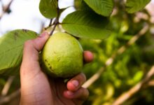 Photo of Las propiedades curativas de la hoja de guayaba, según la ciencia