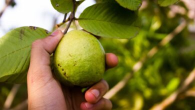 Photo of Las propiedades curativas de la hoja de guayaba, según la ciencia