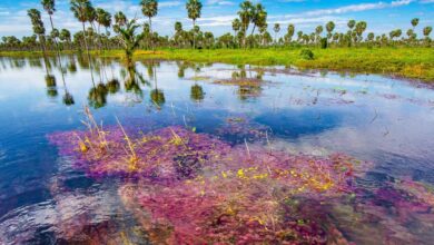 Photo of El paraíso poco conocido de Formosa que es furor entre el turismo ecológico