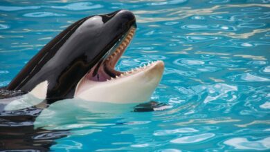 Photo of Conmoción: es falso el ataque de una orca a su entrenadora que se viralizó en redes del mundo