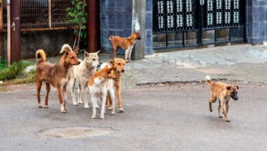 Photo of Alerta por muerte de perros en Belgrano y Las Cañitas: denuncian que hay mascotas envenenadas