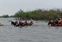 Photo of Una región inundada tiene más de 400.000 cabezas de ganado en emergencia y advierten que llegará más agua