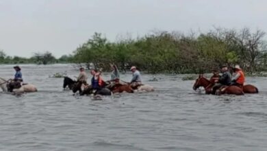 Photo of Una región inundada tiene más de 400.000 cabezas de ganado en emergencia y advierten que llegará más agua